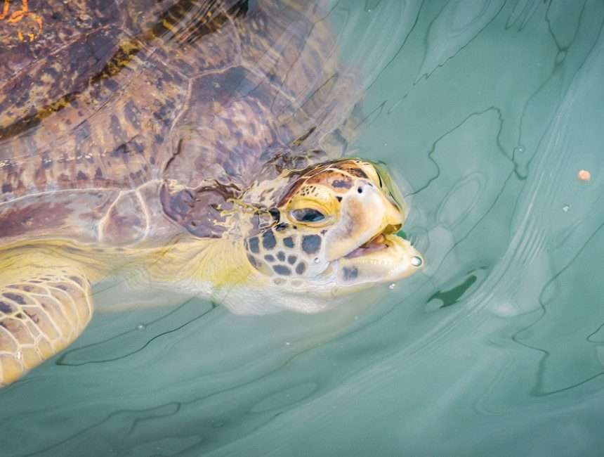 florida bezienswaardigheden turtle hospital
